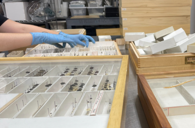 Historic Insect Collection