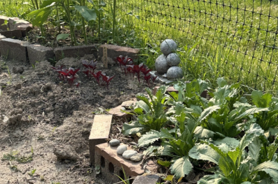Eastern Iowa Fiber & Dye Cooperative Garden