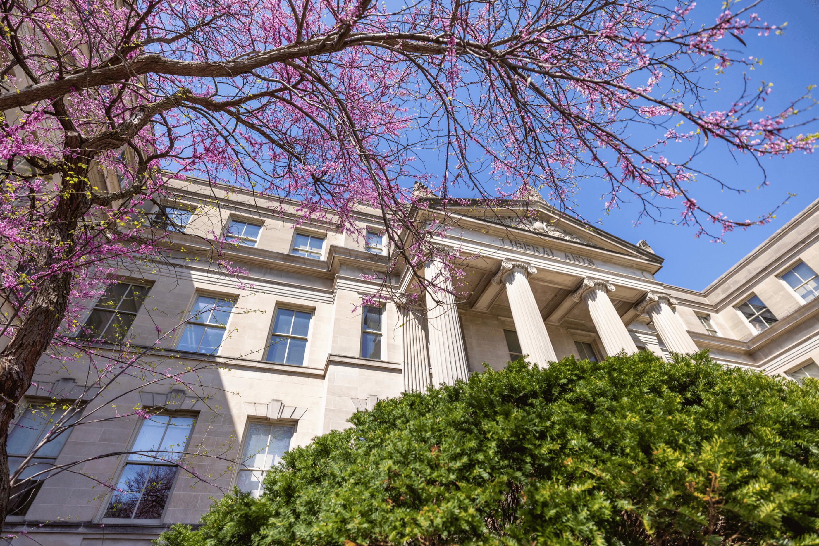 Red bud blossoms in the foreground, Schaeffer Hall in the background
