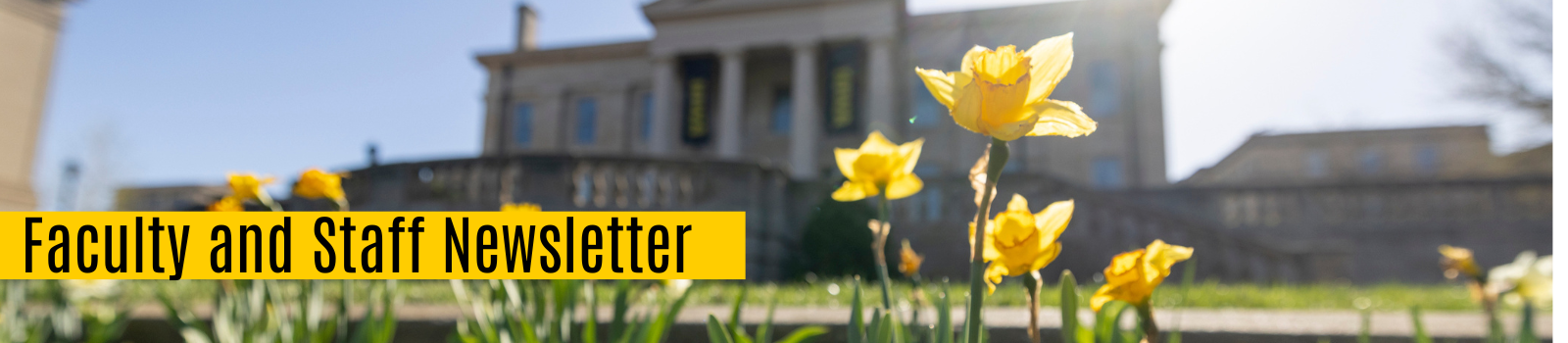 Daffodils in the foreground of Old Capitol