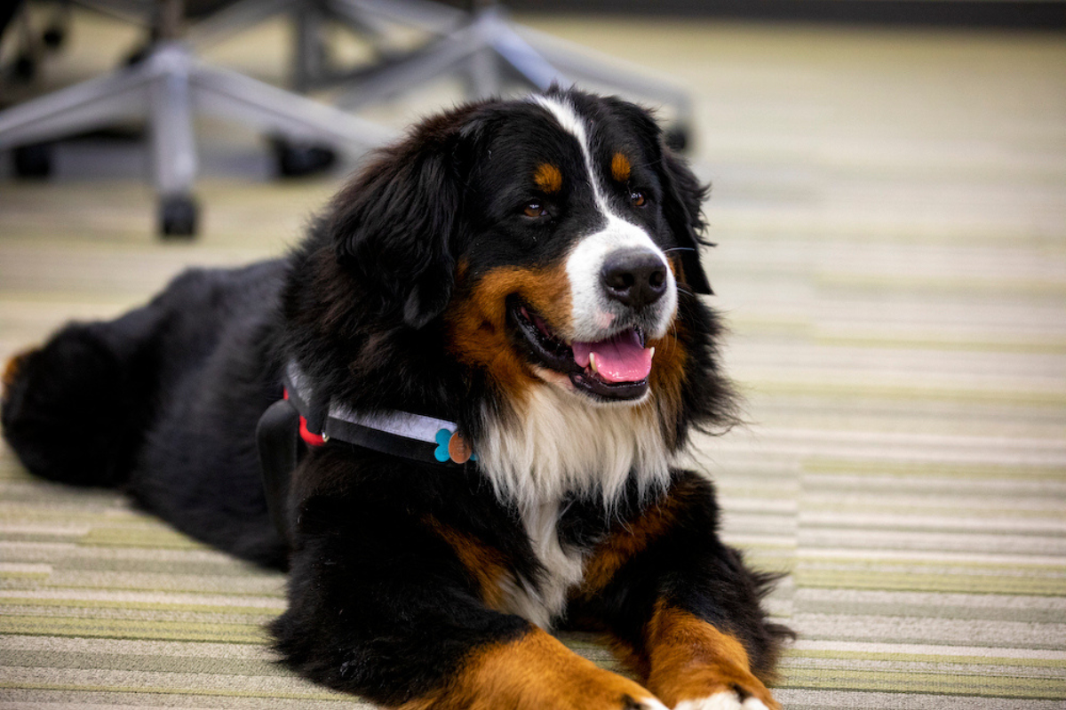 An image of Drax the therapy dog