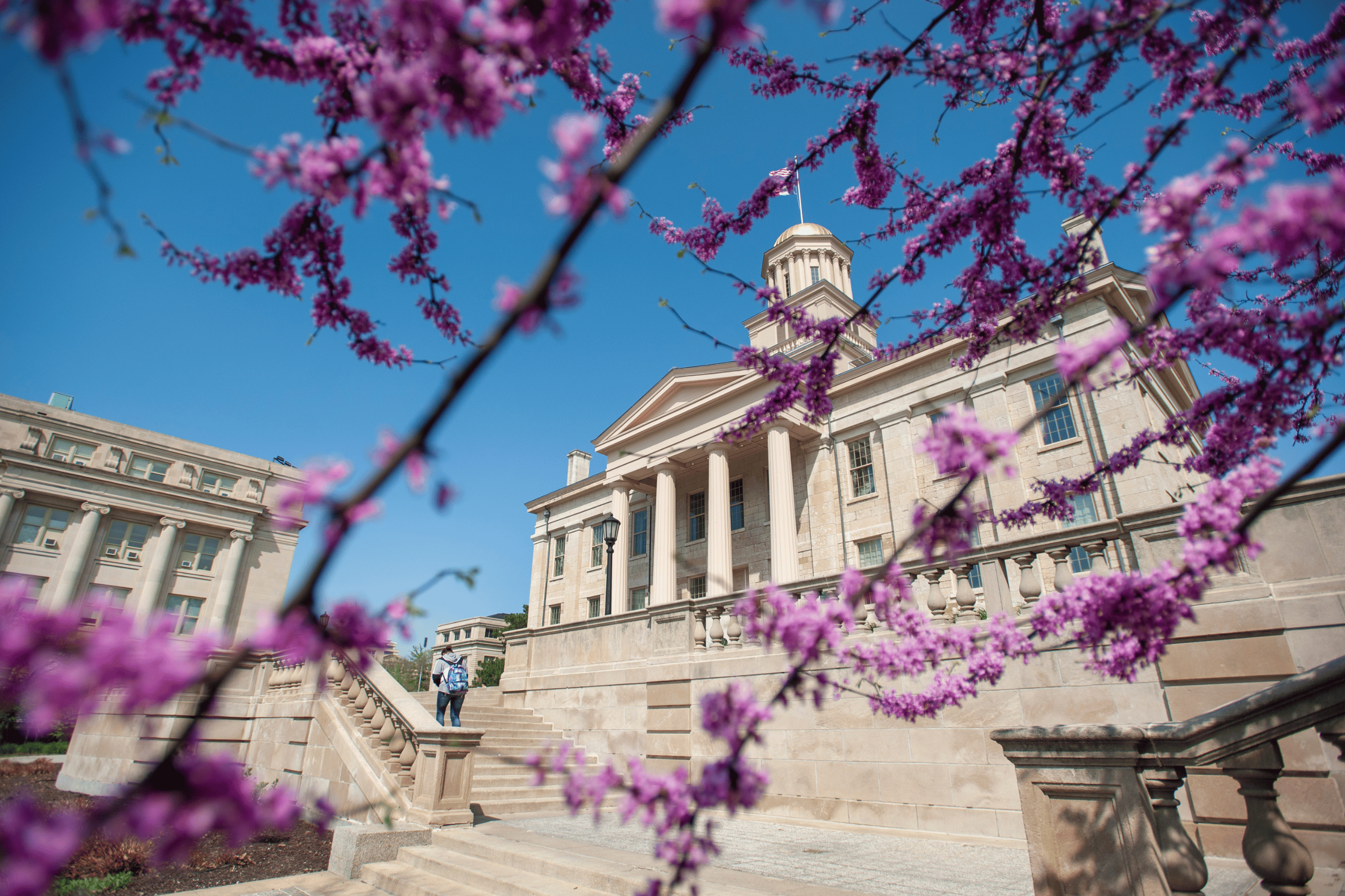  blossoms in the foreground of Schaeffer Hall