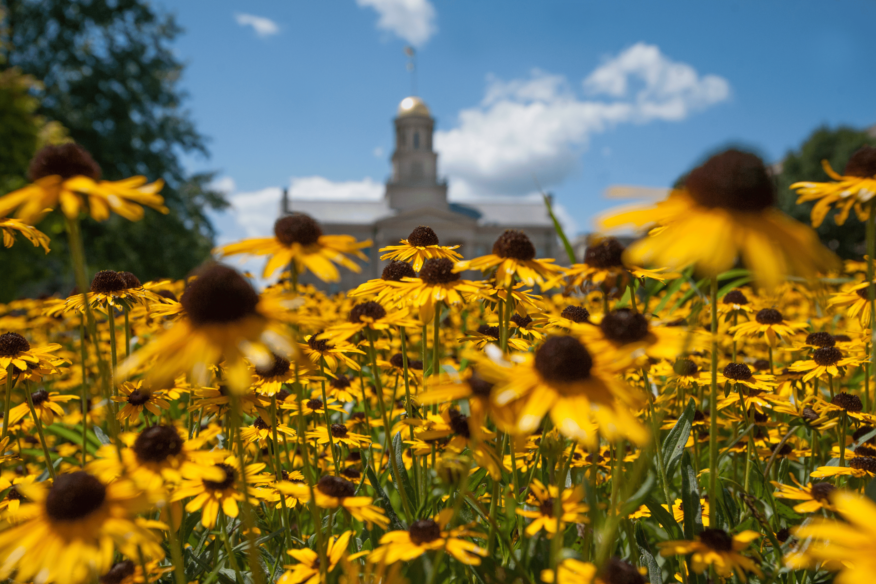 Image: Schaeffer Hall in the summer