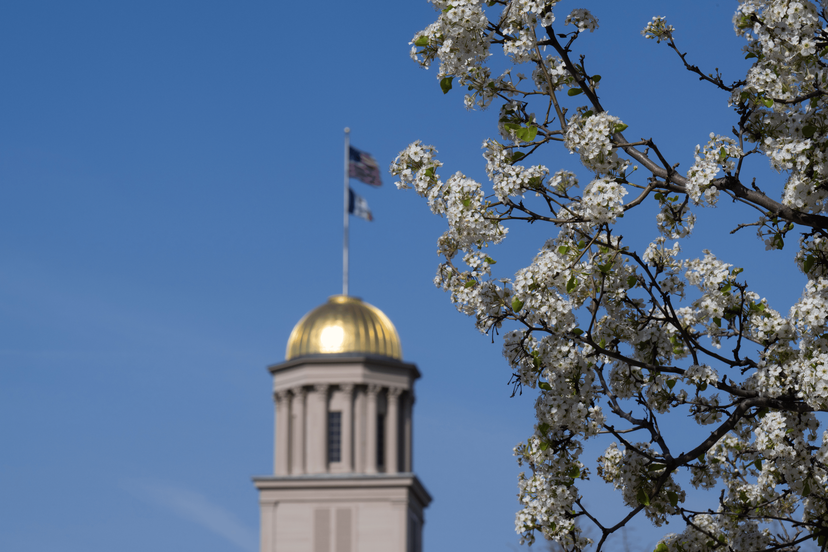 The Old Capitol dome with white lilacs in the foreground
