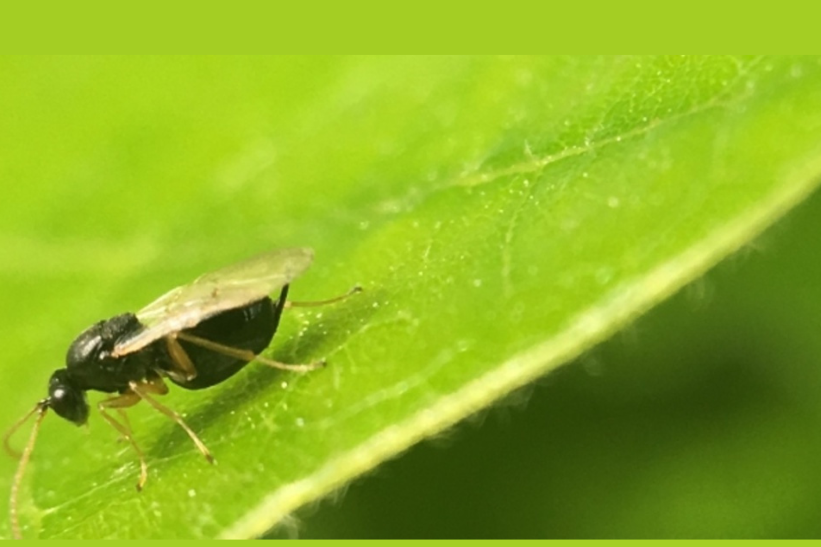 An insect on an oak leaf