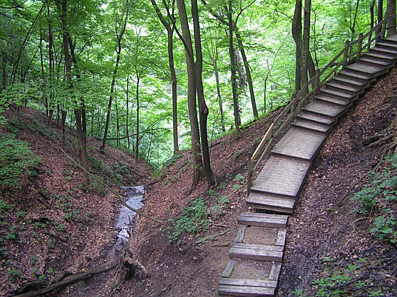Woodland gully with stairs