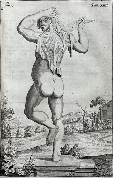 Black and white illustration of a human figure facing away from the viewer, holding up a muscle from their back, from Browne's A compleat treatise of the muscles..., 1681.