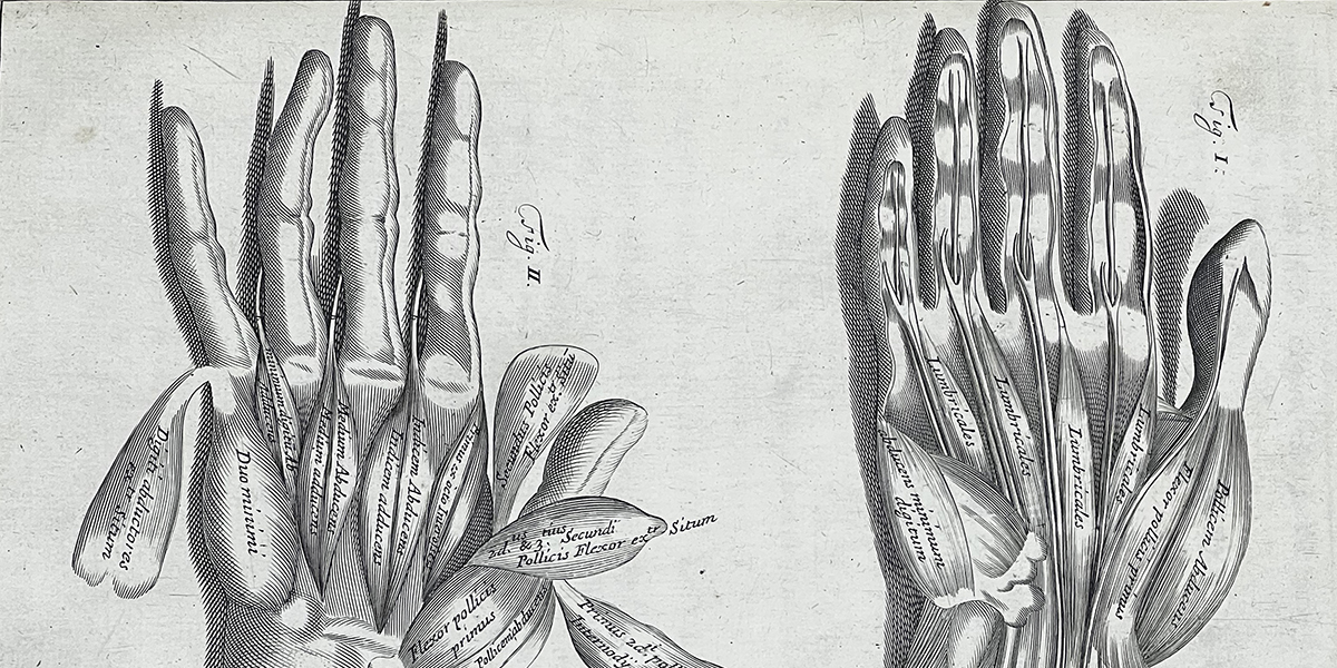 Black and white illustration of two hands with the skin removed, showing the muscles, which are labeled in English from Browne's Myographia nova, 1697.