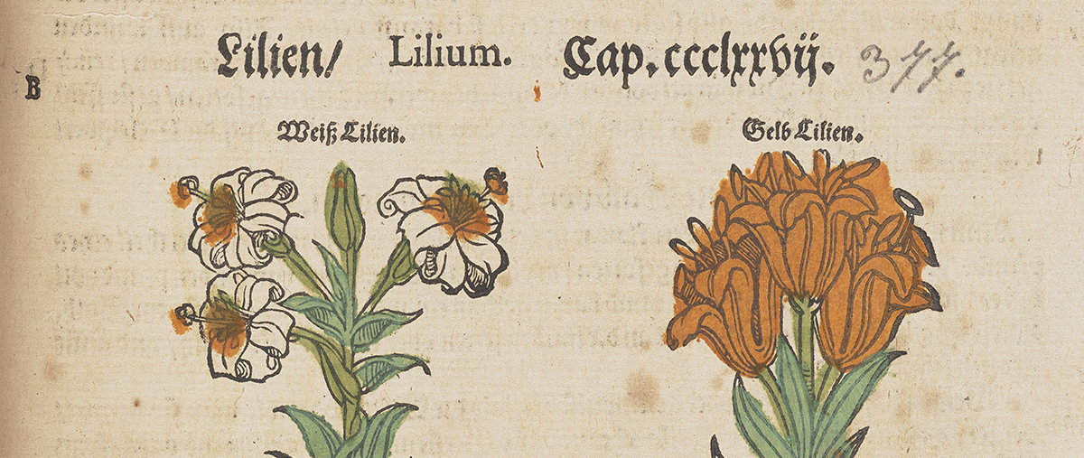 Hand painted illustration of flowers from white and orange lillies from Lonicers's Kreuterbuch, 1587.