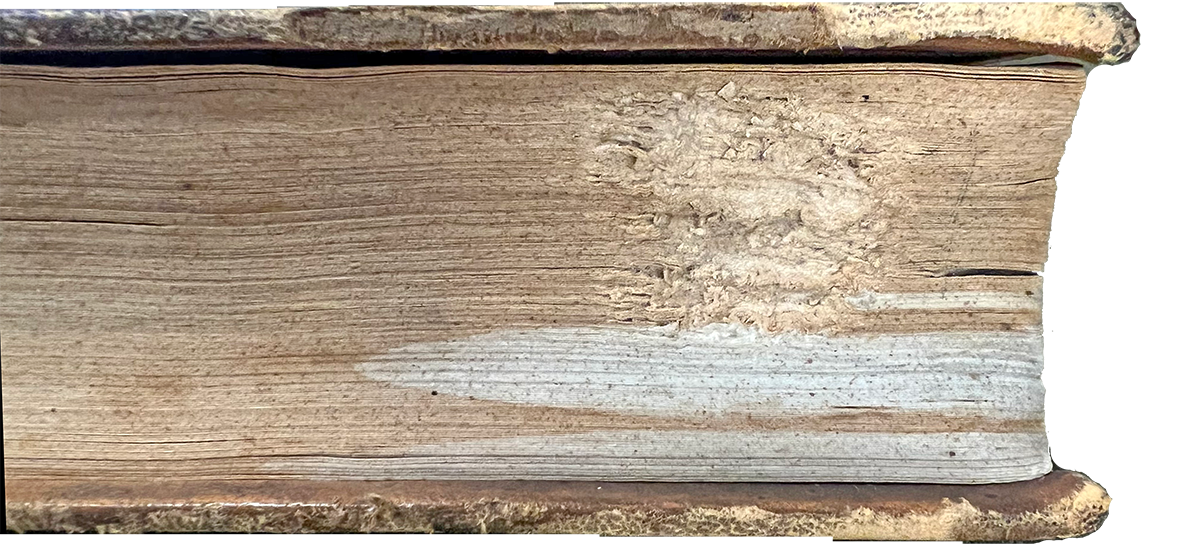 Color photo of a book foredge showing damage from pests and chemical spill from Nathanial Chapman's Lectures on the more important diseases of the thoracic and abdominal viscera, 1844.