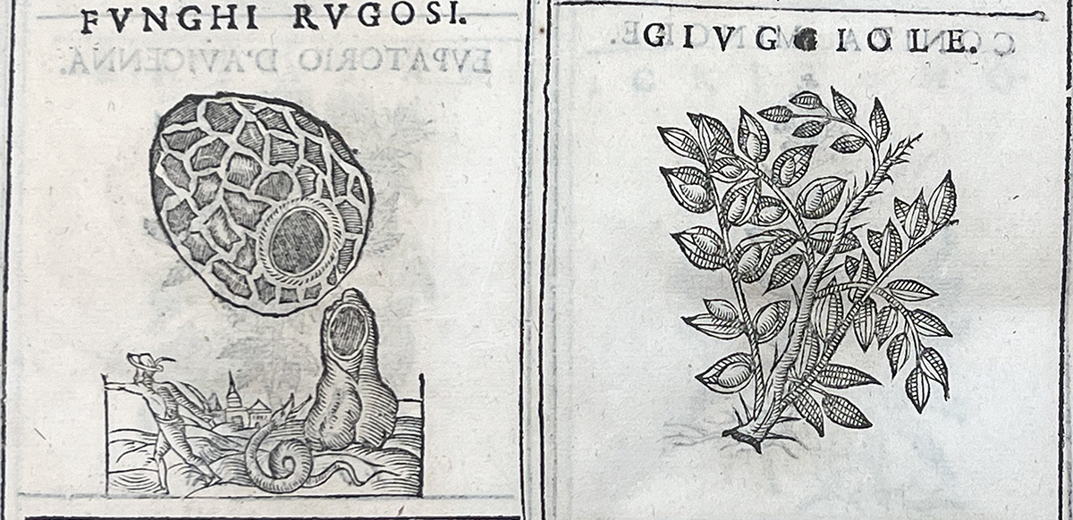 Cropped color photo of a black and white printed illustration of two plants, from Durante's Herbario nuovo, 1585.