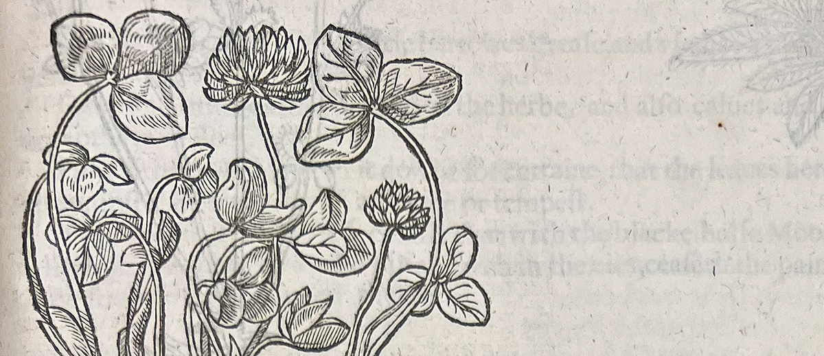 Cropped color photo of a printed illustration of clover (Trifolium pratense), from Gerard's The Herball, or, Generall historie of plantes, 1633.