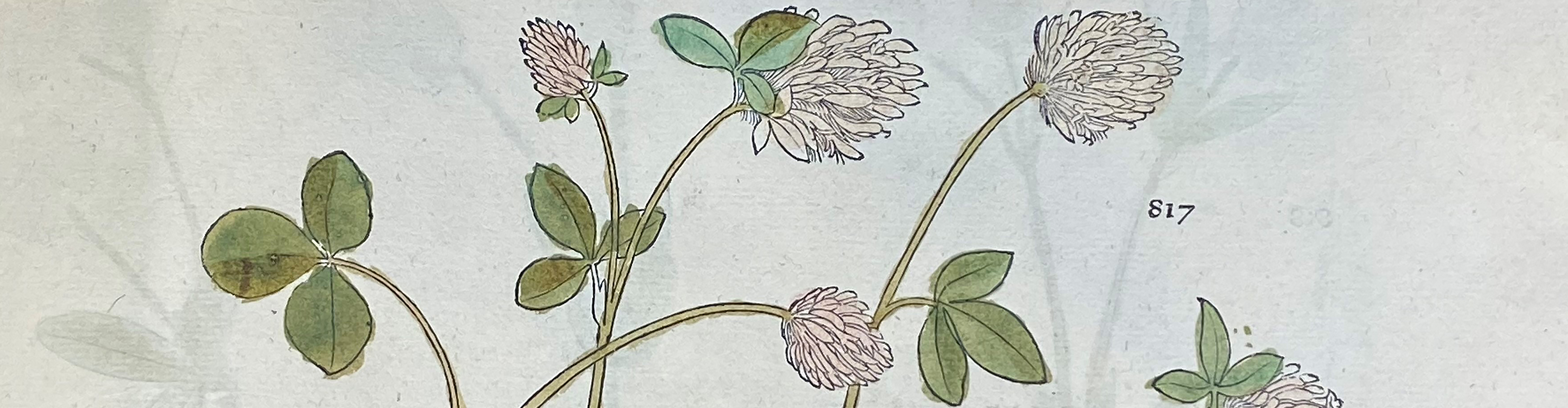 Color image of purple clovers and green leaves from De historia stirpium commentarii insignes by Leonhart Fuch's, 1542