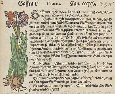 A passage about the crocus plant, with a hand colored image of the plant, from Lonicer's Kreuterbuch..., 1587