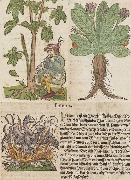 Images and text from Lonicer's Kreuterbuch, a man with diarrhea also vomiting by a tree, a mandrake plant with root showing, and a phoenix with accompanying text in old German.