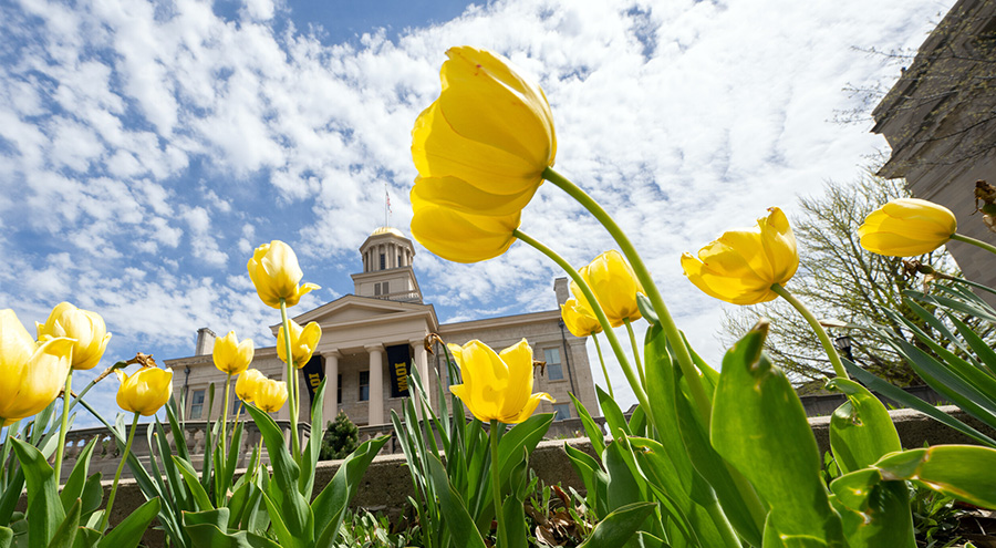 image of tulips blooming in front of Old Capitol