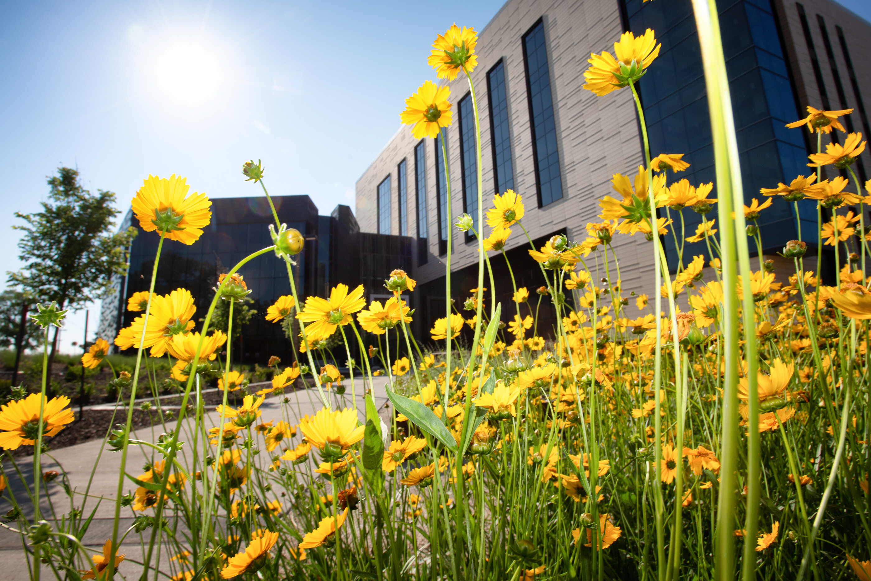 yellow flowers outside the pharmacy building