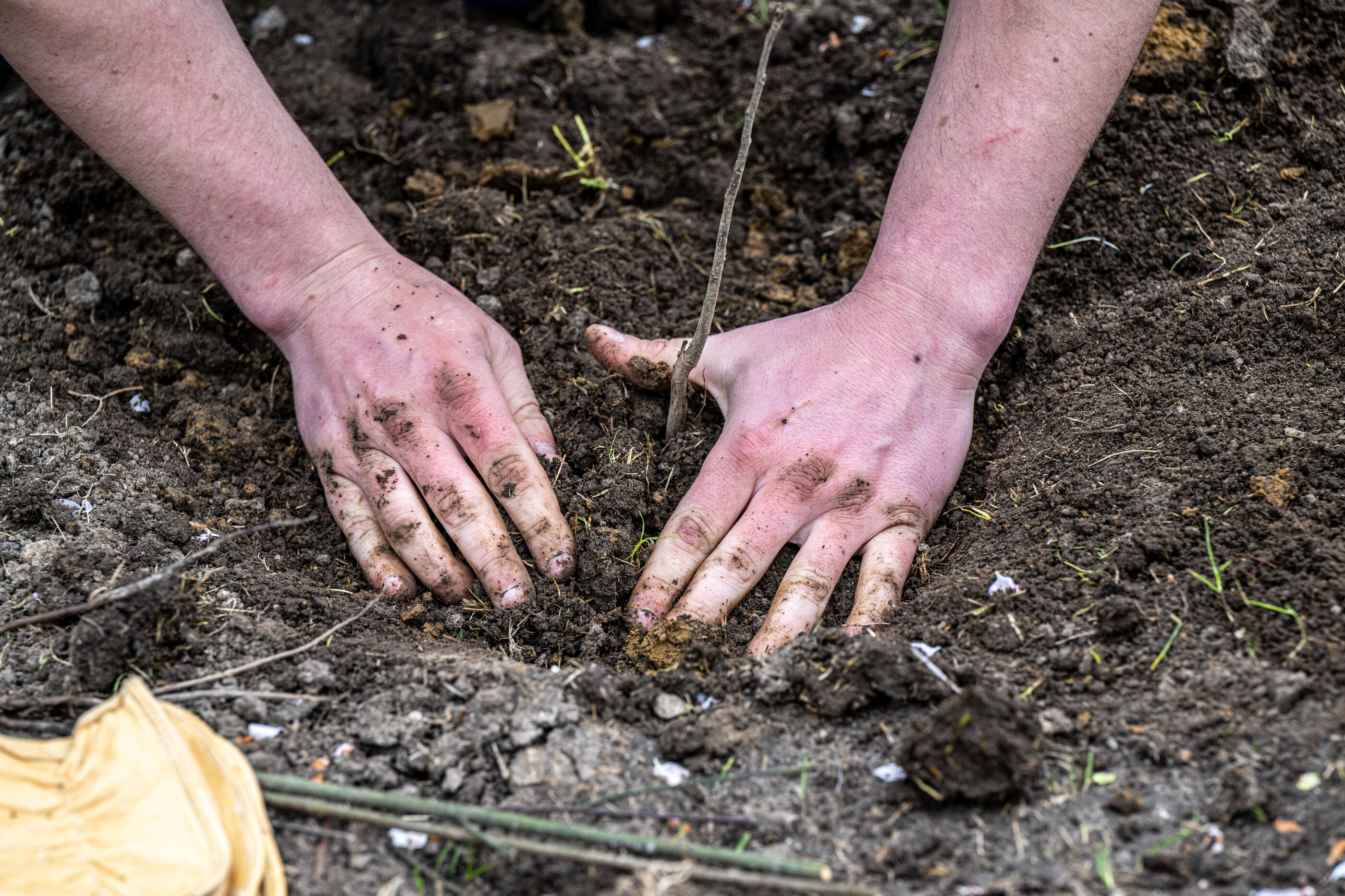 hands in the soil planting a tree