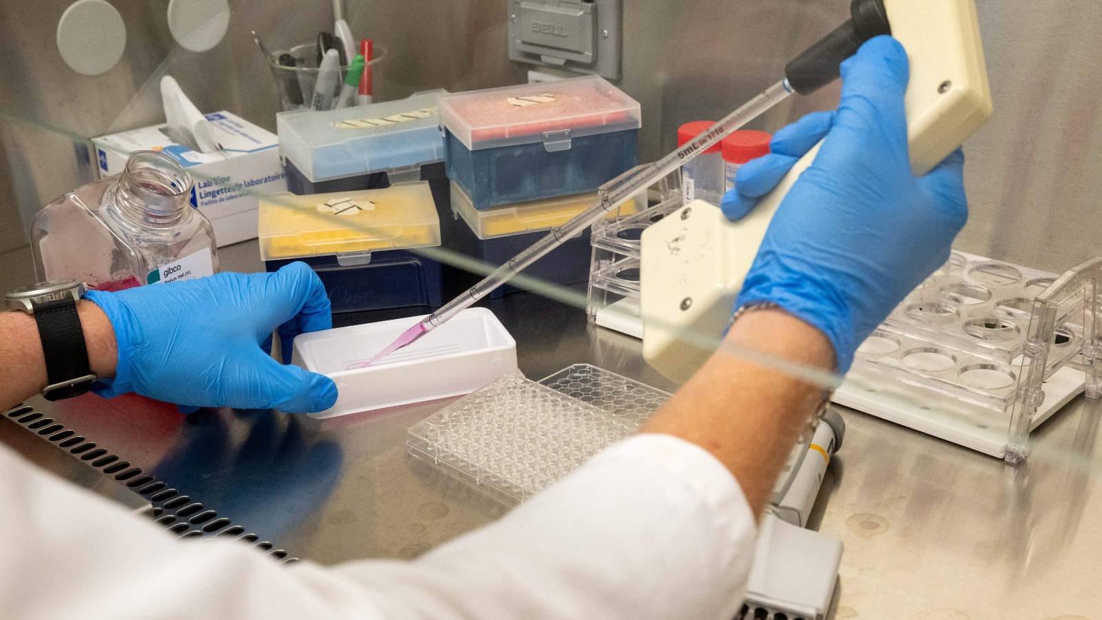 An undergraduate student works in Dawn Quelle's laboratory