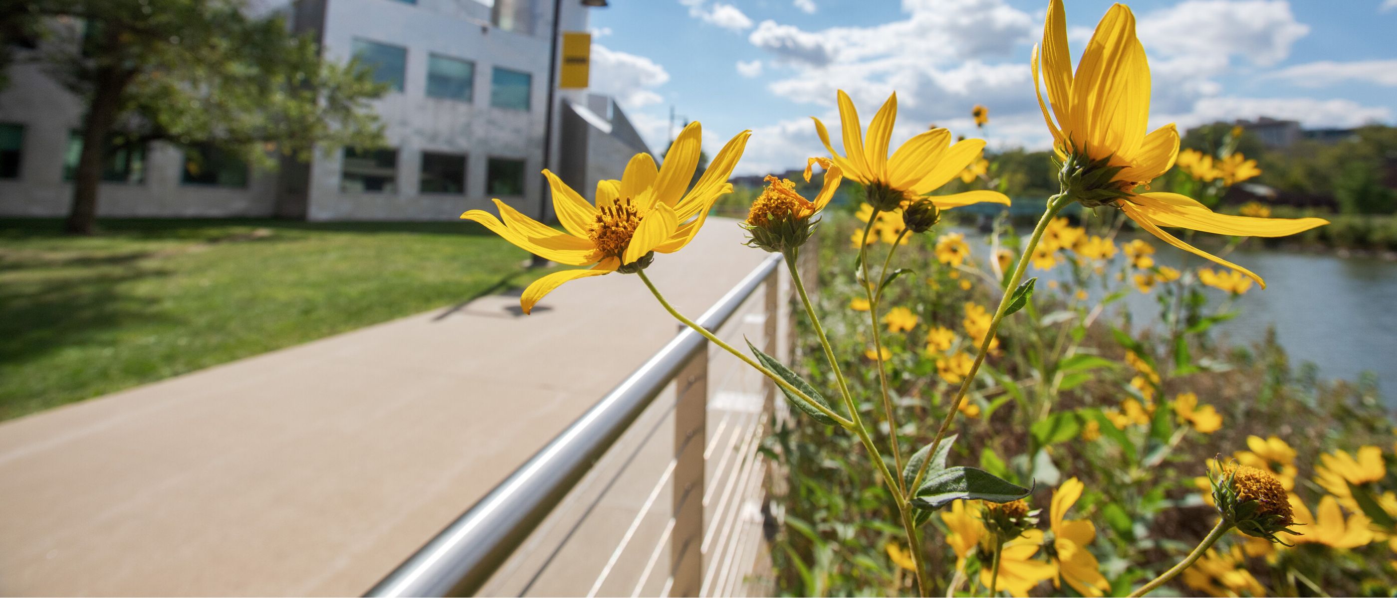 yellow flowers in front of the University of Iowa pedestrian bridge