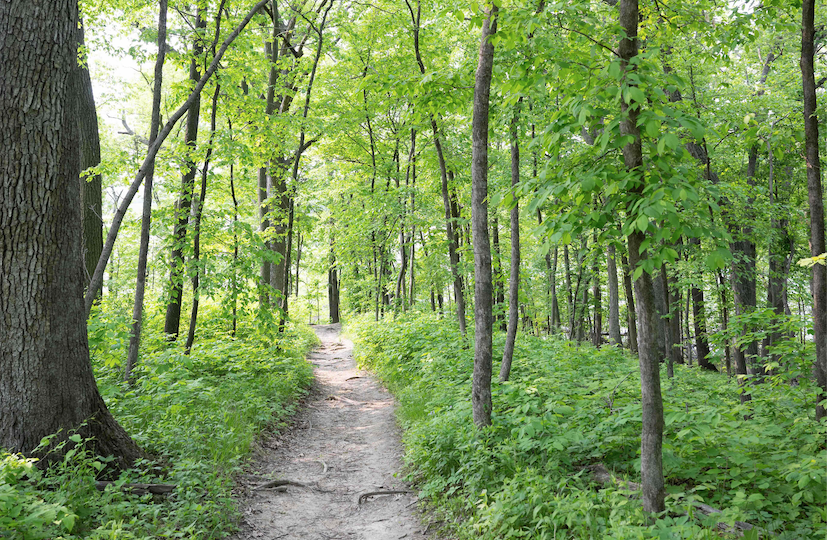 Trees in Macbride Nature Recreation Area