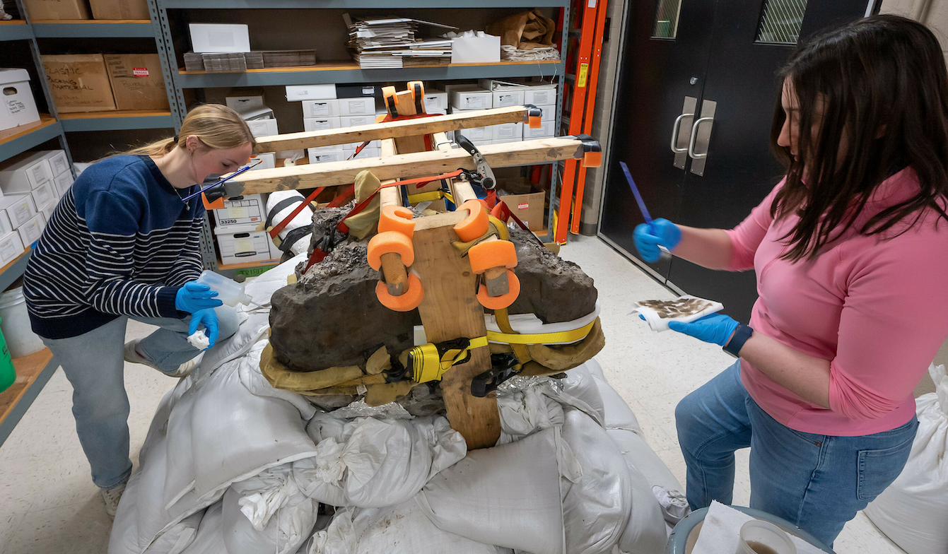 UI students cleaning mastodon skull