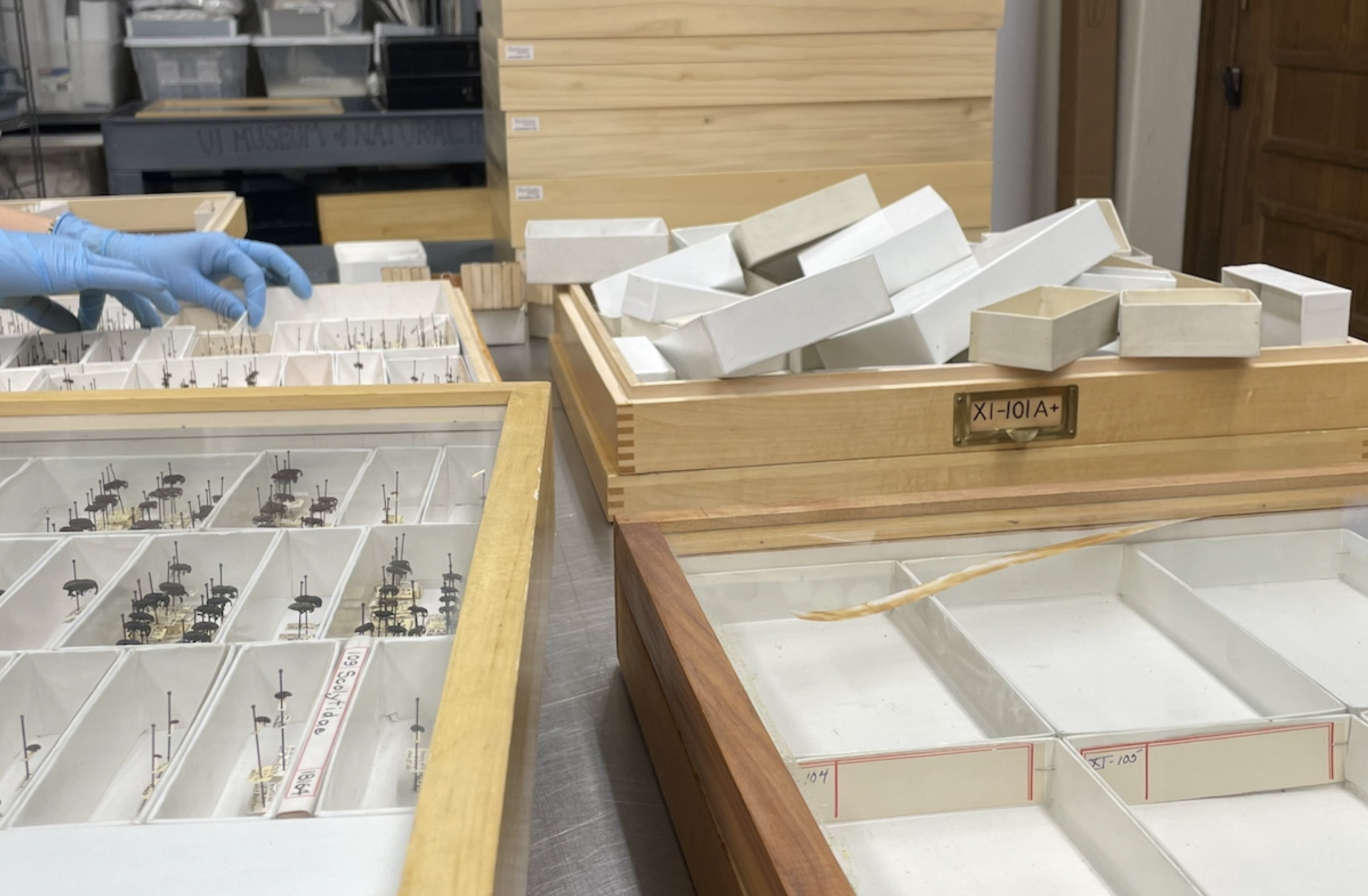 Insect collection at UI Museum of Natural History
