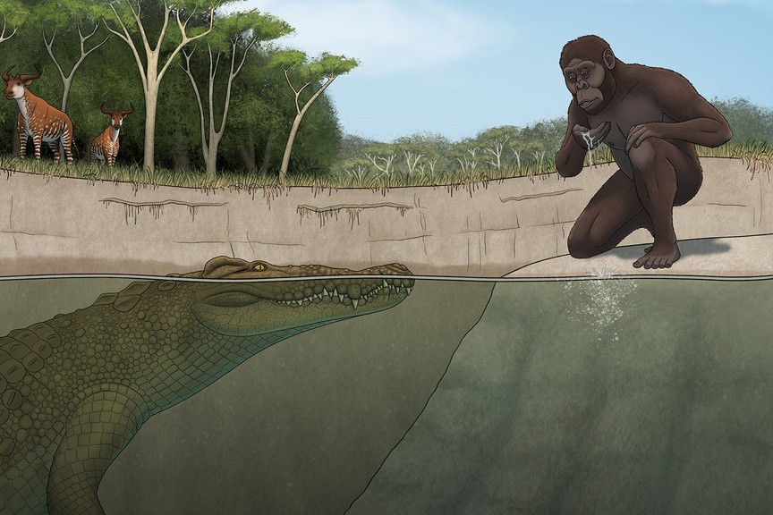 'Lucy's hunter' a very large crocodile, lurking in a pond. A representation of an early human is crouched at the pond, getting a drink of water, just feet from the crocodile.