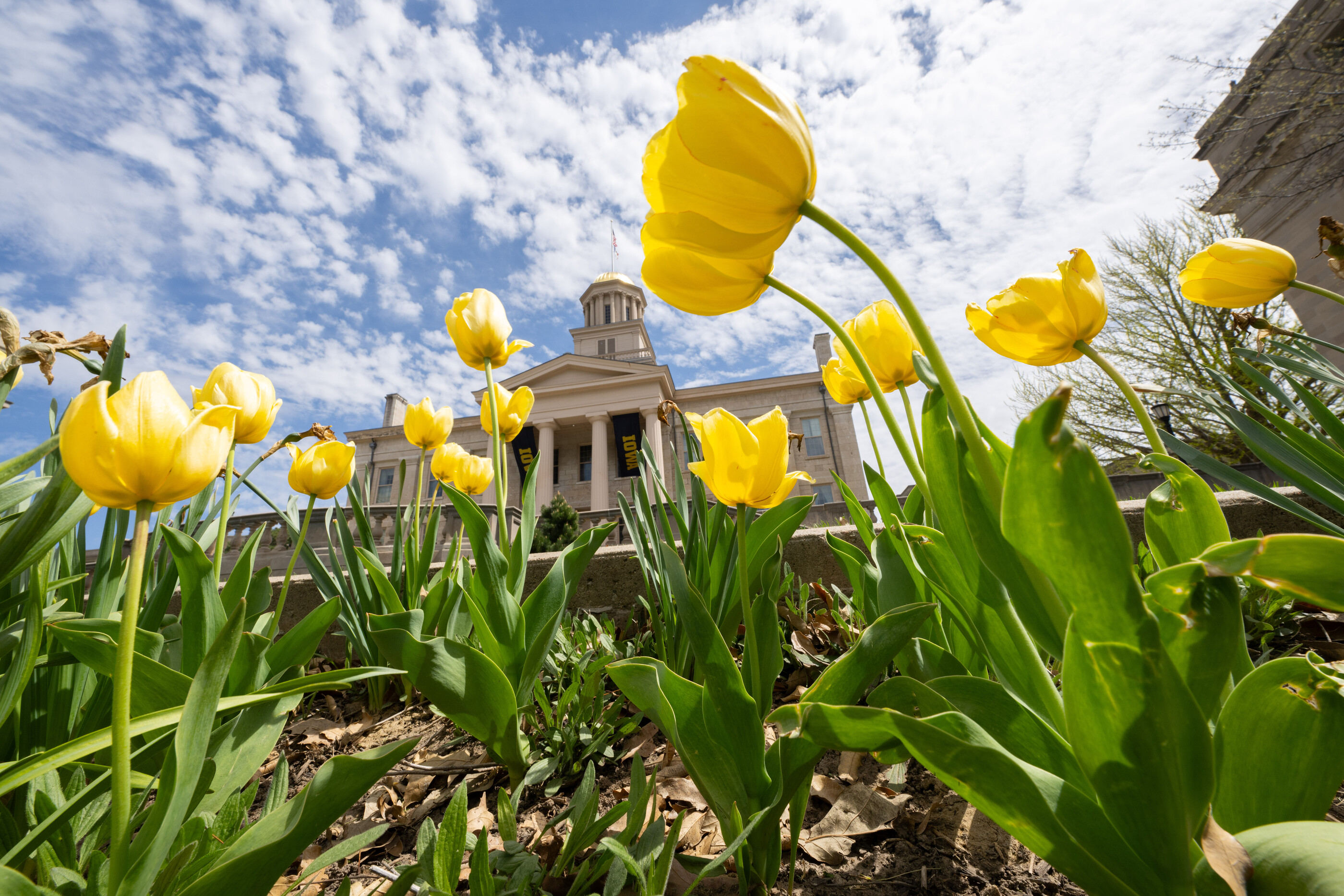 Yellow flowers outside the Old Capitol building