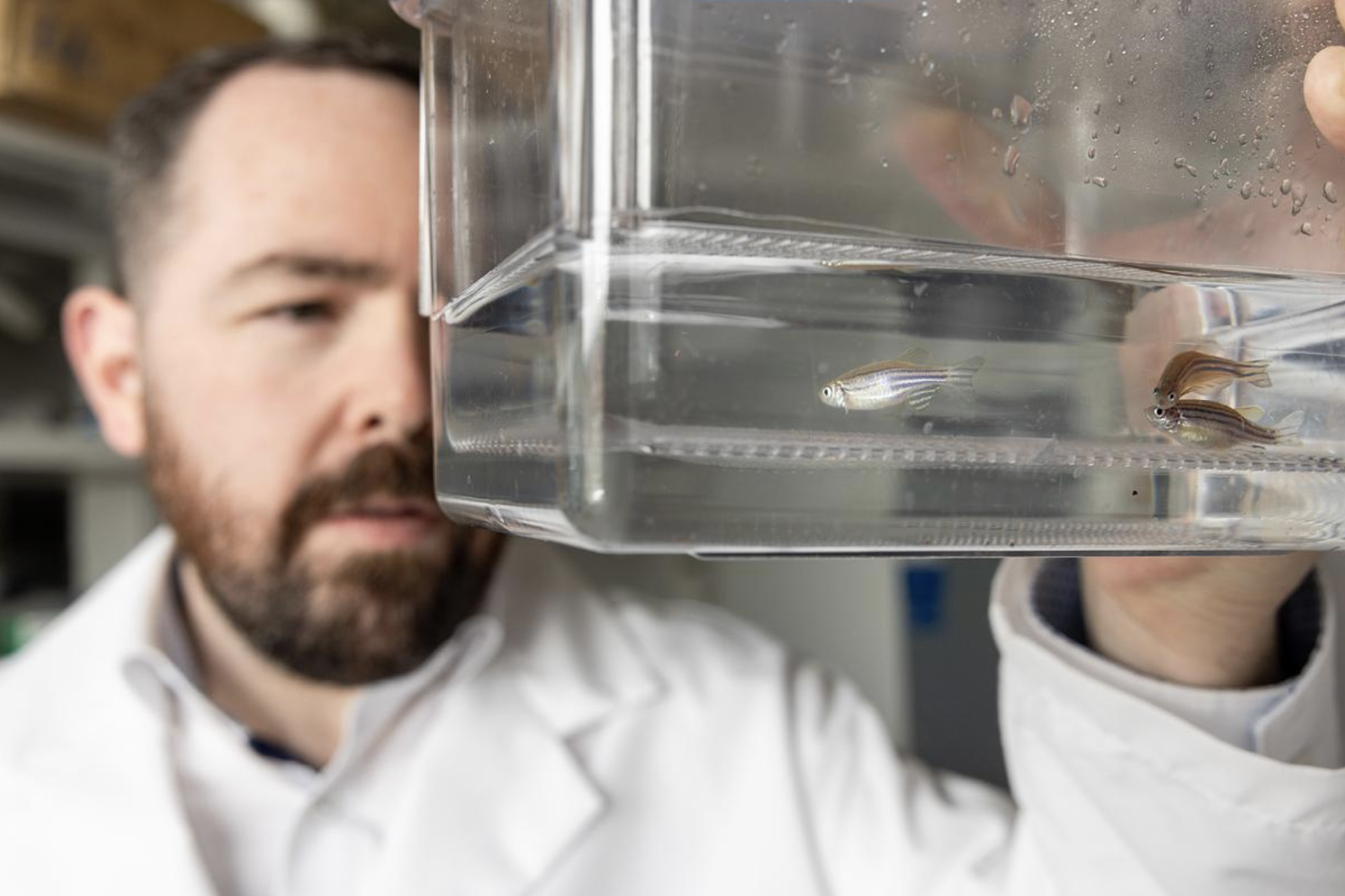 Colin Kenny with a zebrafish