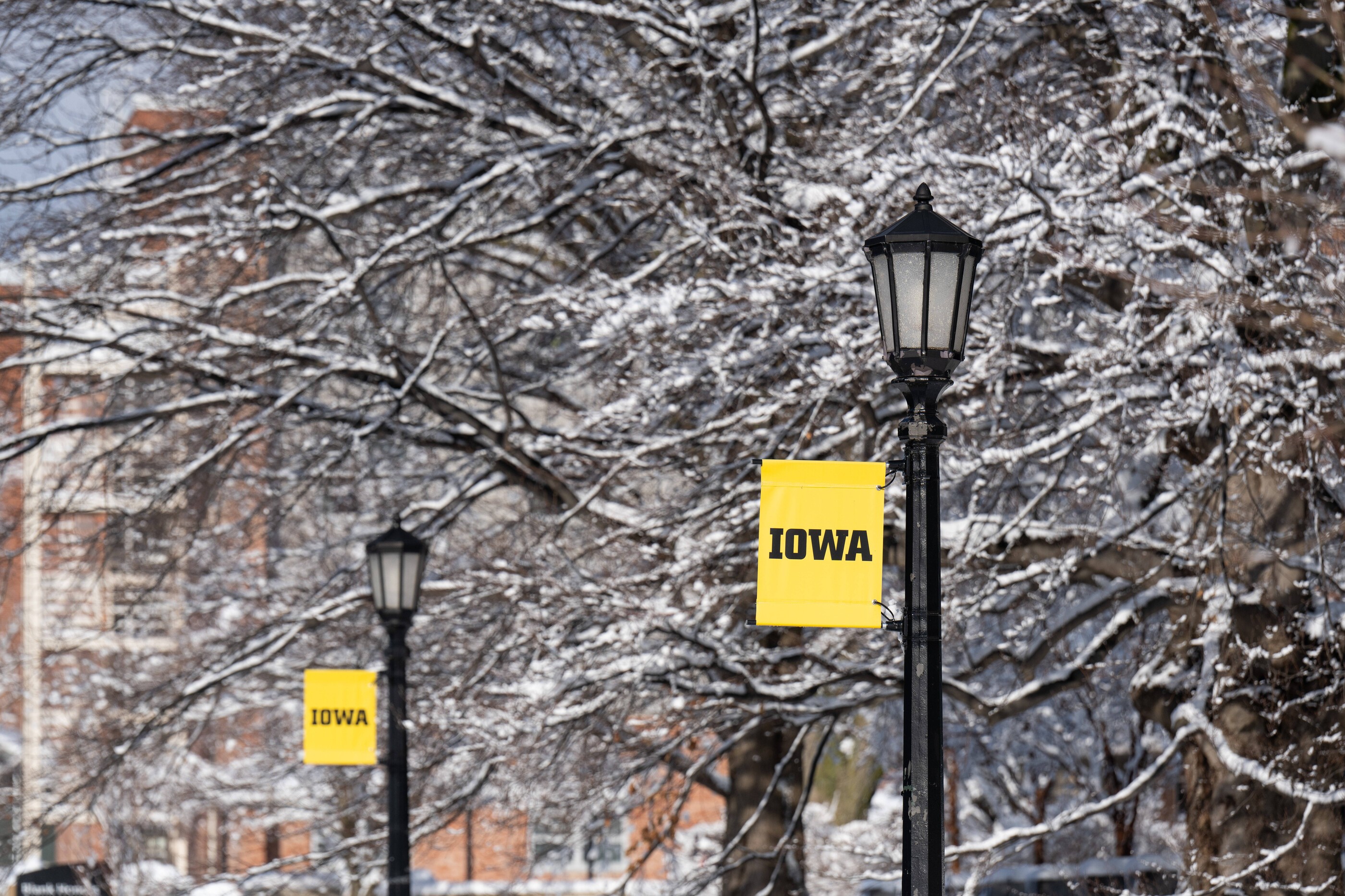 A row of old-fashioned style street lights in downtown Iowa City. A small yellow banner with IOWA in black lettering hangs from each light post. Trees in the background are covered in snow.