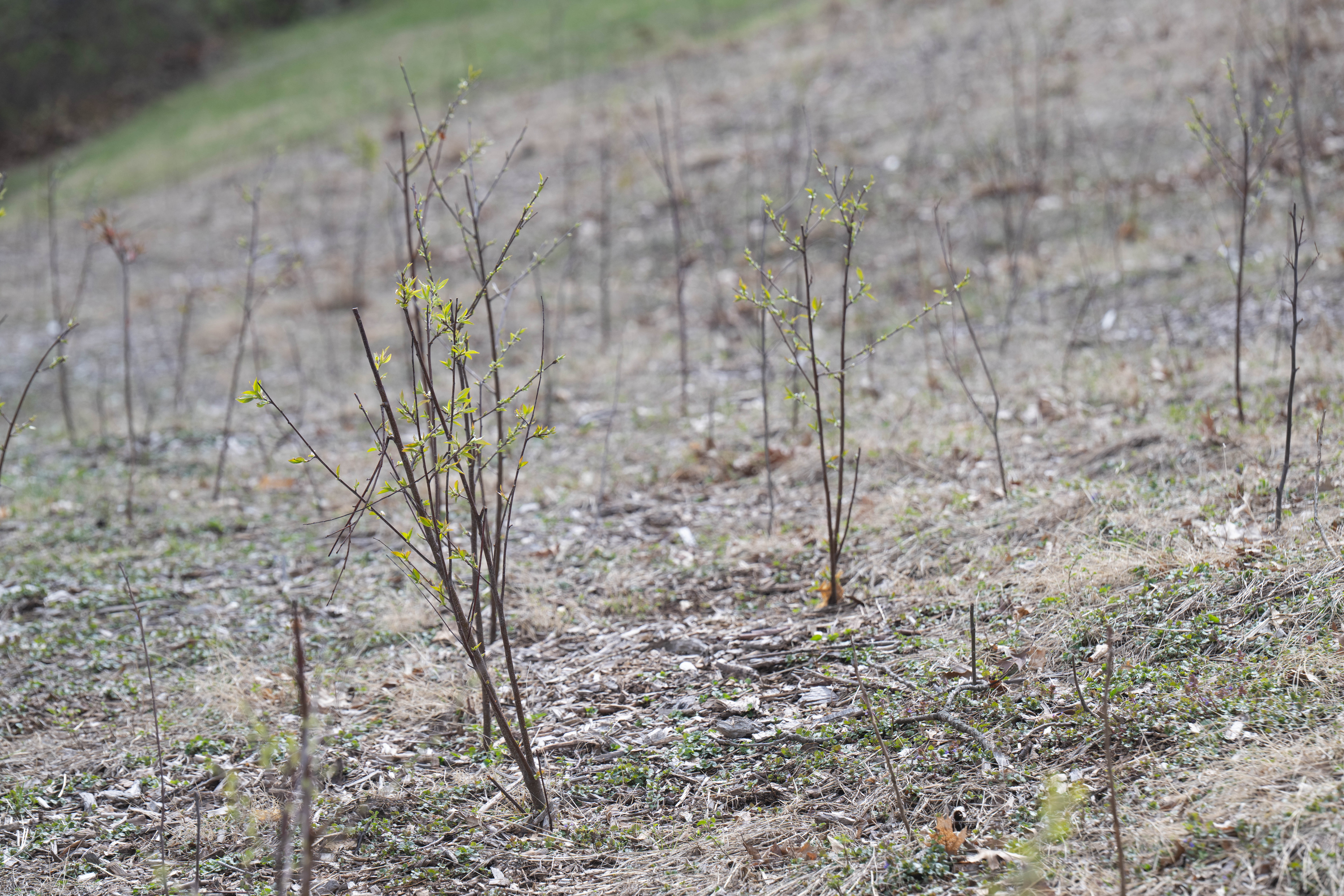 trees sprouting from the ground