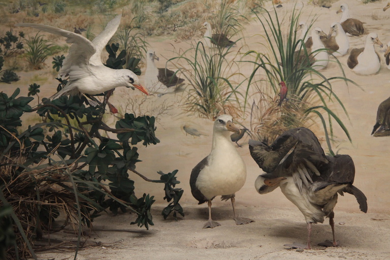 Birds standing on the sand. A display at the UI Museum of Natural History.
