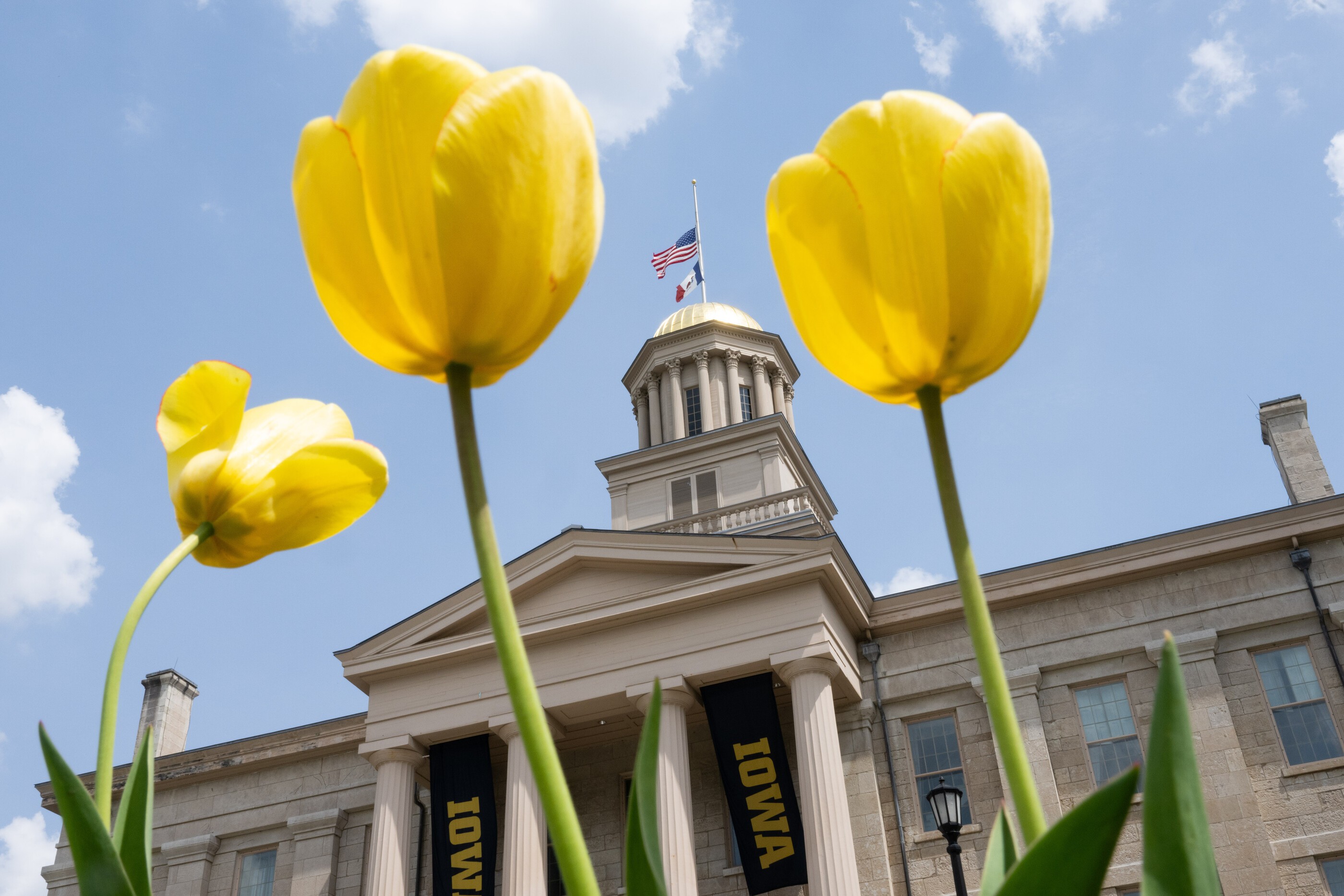 An upward view of Old Capitol museum on a sunny spring day. Yellow tulips appear in the foreground.