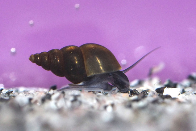 A tiny New Zealand snail, the Potamopyrgus antipodarum, in a tank with a purple background.